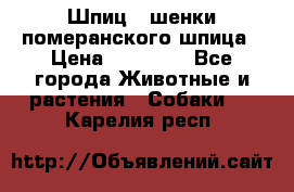 Шпиц - шенки померанского шпица › Цена ­ 20 000 - Все города Животные и растения » Собаки   . Карелия респ.